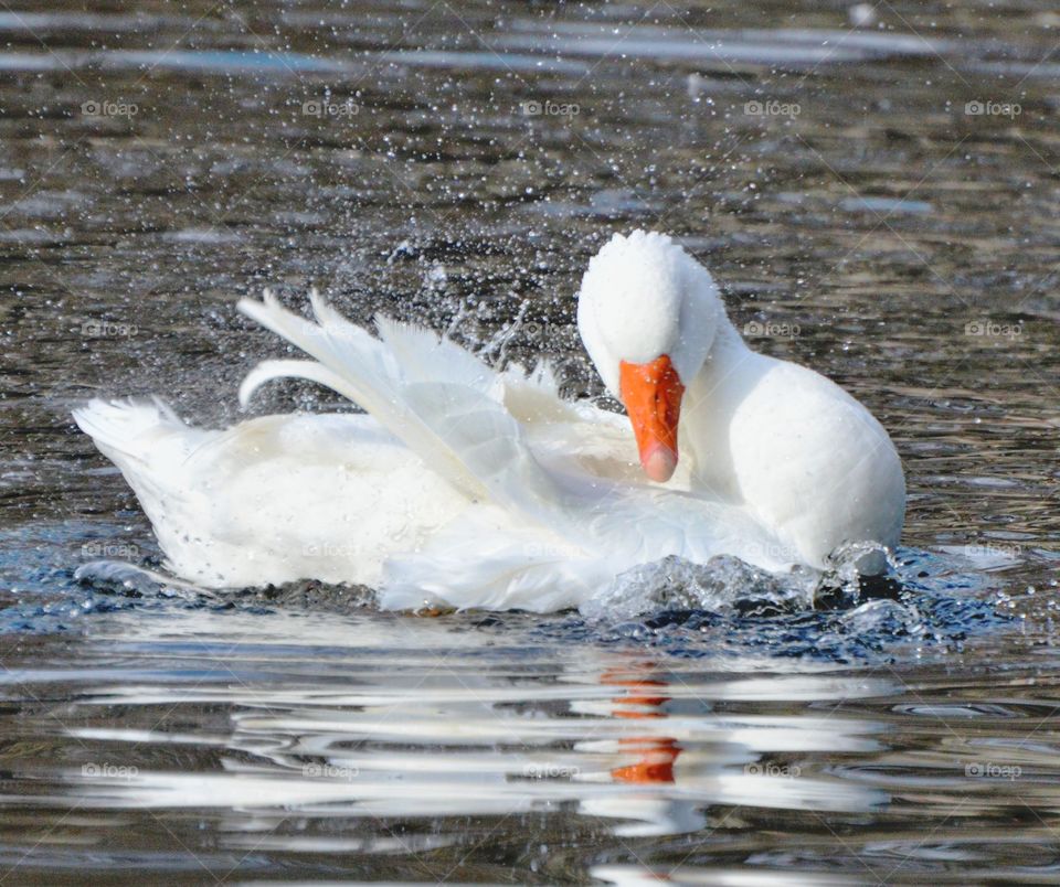 close up of a white duck washing its feathers