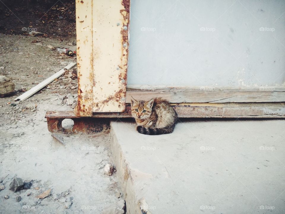 little kitten in abandoned place