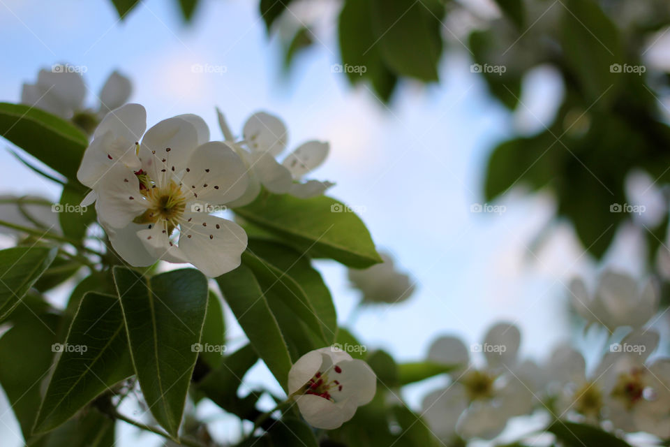 Pear tree blossom