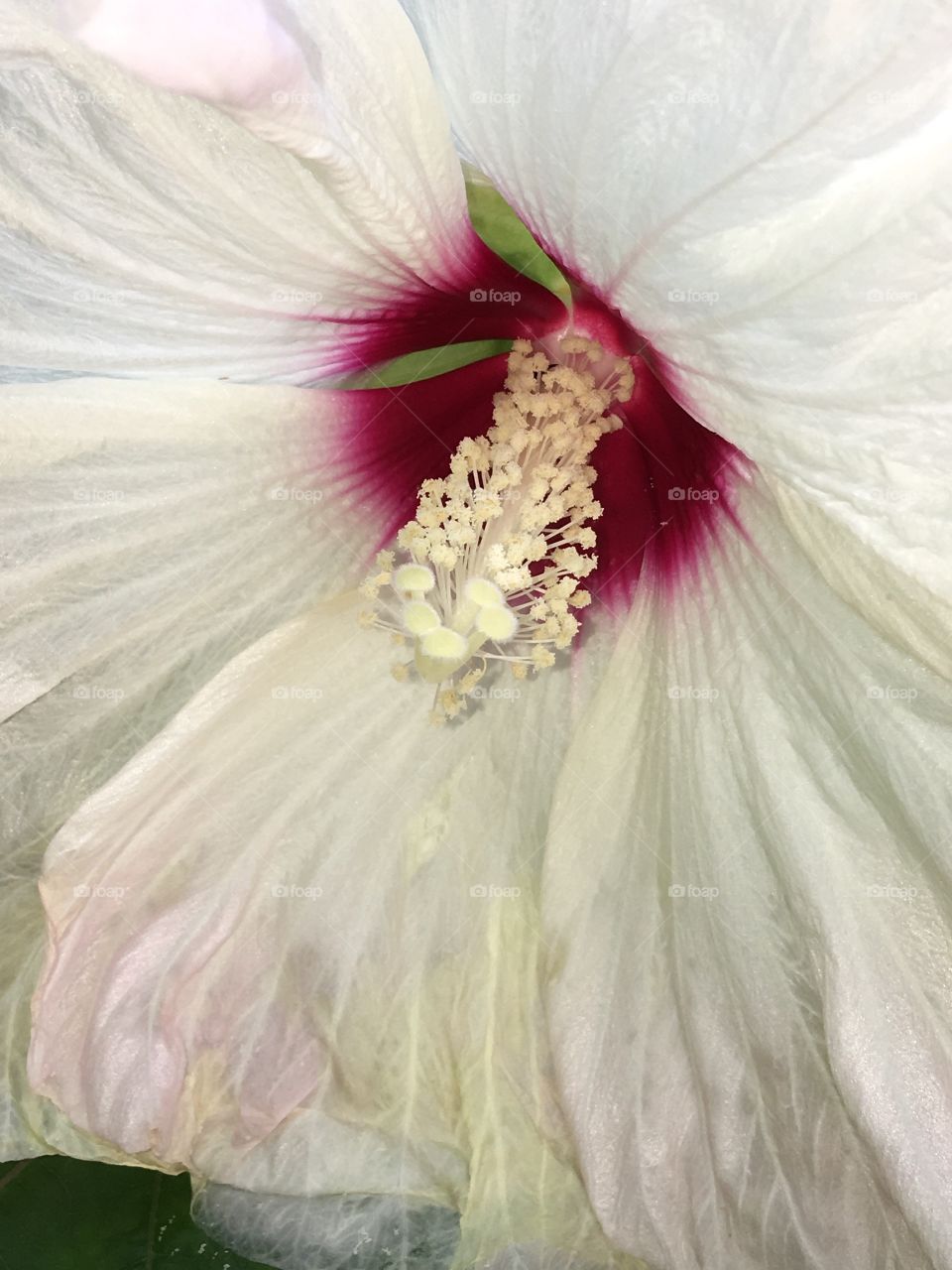 Hardy White Hibiscus with Fuchsia Center!
Perennial plant for growing in northern states.
