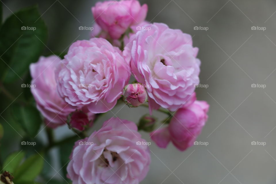 Flower, Rose, Flora, Nature, Petal