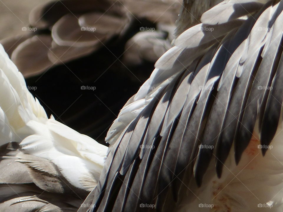 Grey goose feathers 