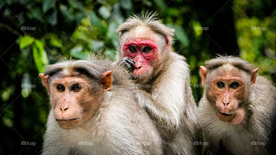 A funny story of Indian monkeys who is doing great job on their free time.. filtering tiks on their hair.. #funny #Indian monkeys