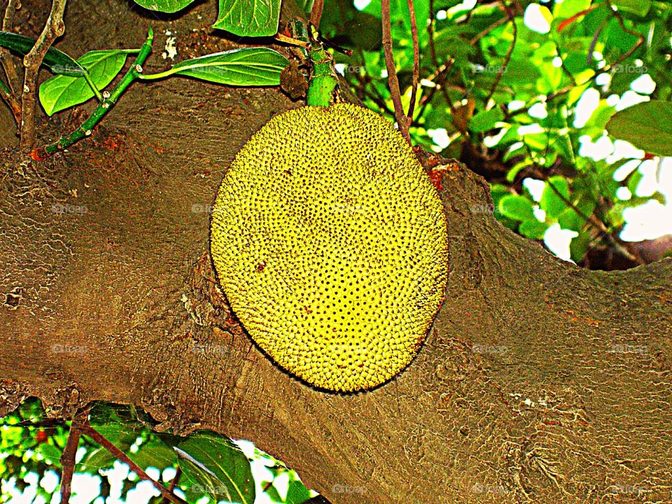 Jackfruit