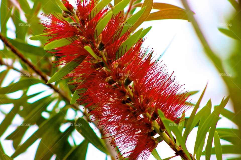 Banksia