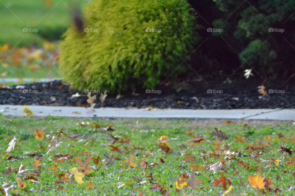 Fall time in Connecticut