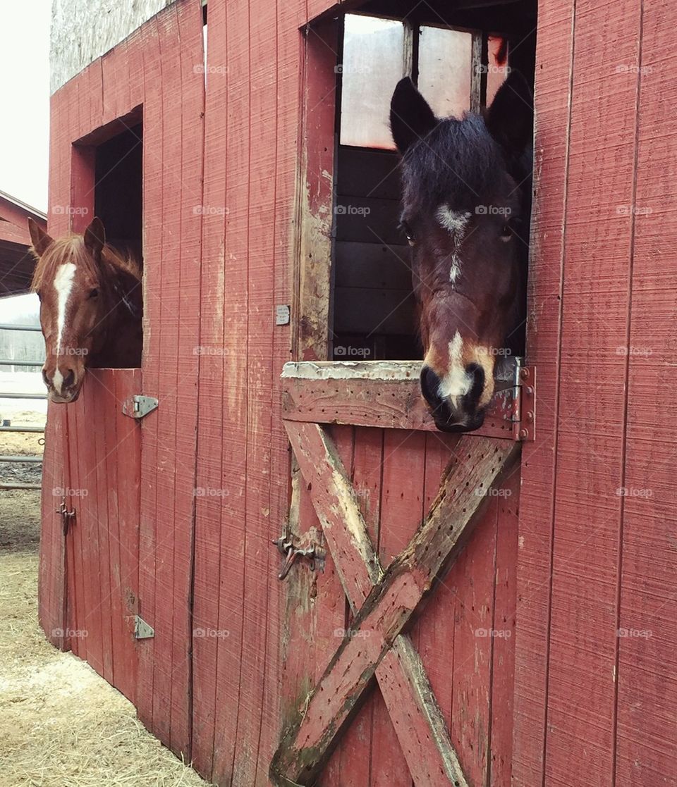 Horses in red barn