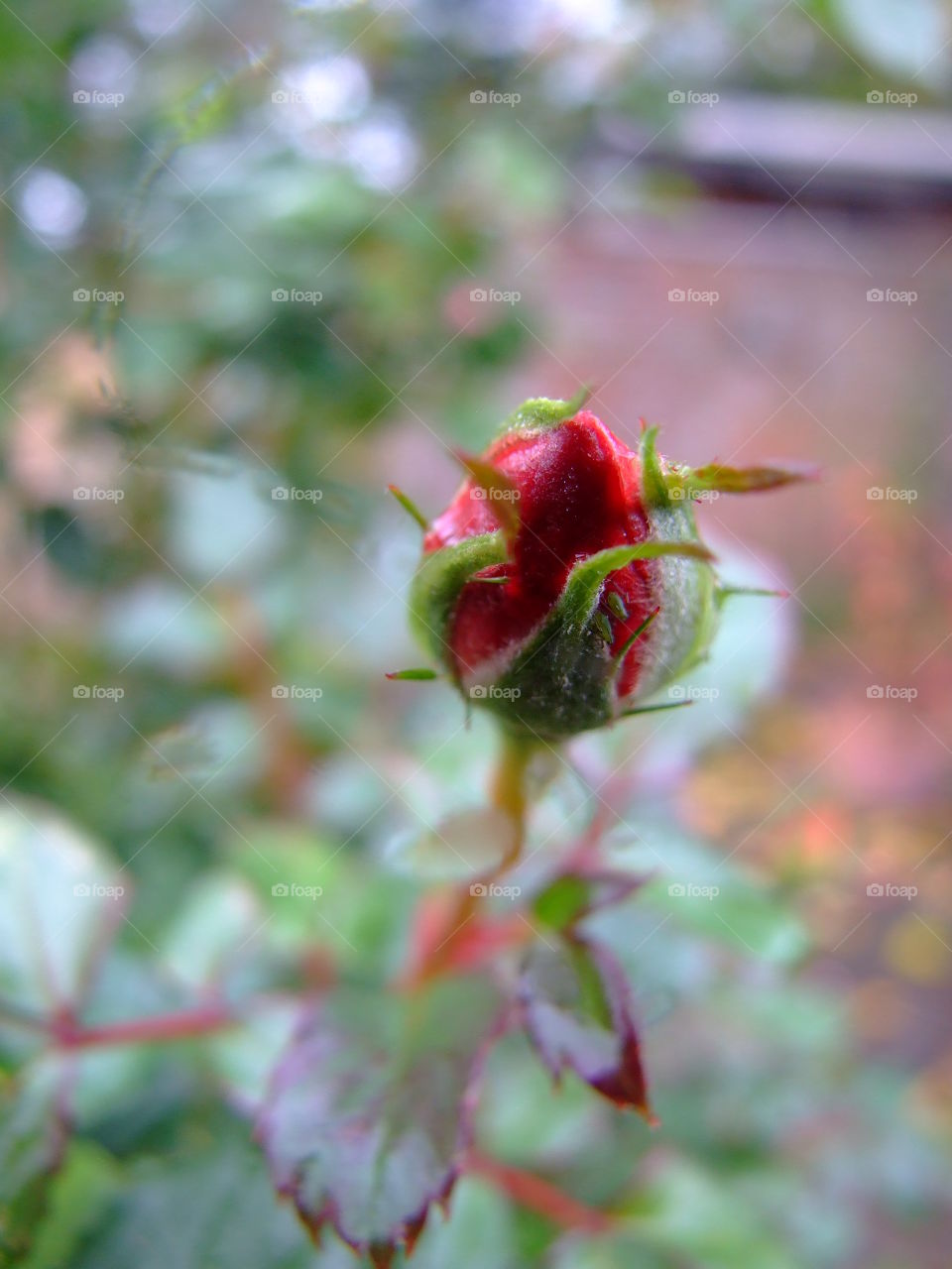 Red Rose bud close-up