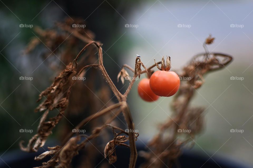 Tomato fights for life.