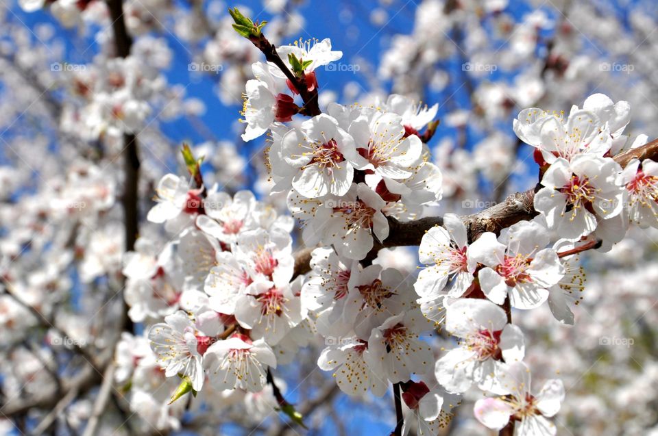 White flower branch