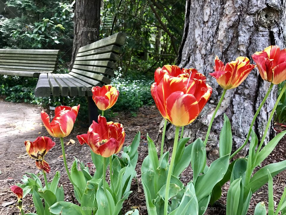 Tulips 