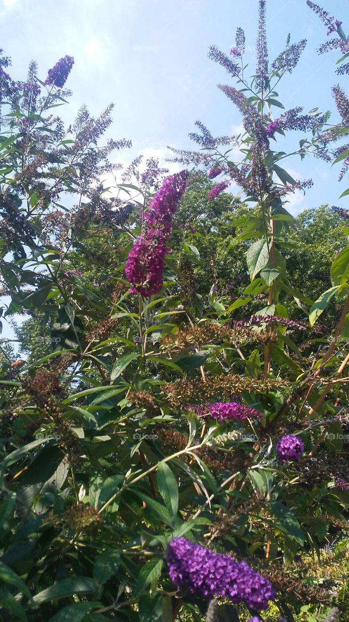 Flower, Flora, Nature, Leaf, Tree