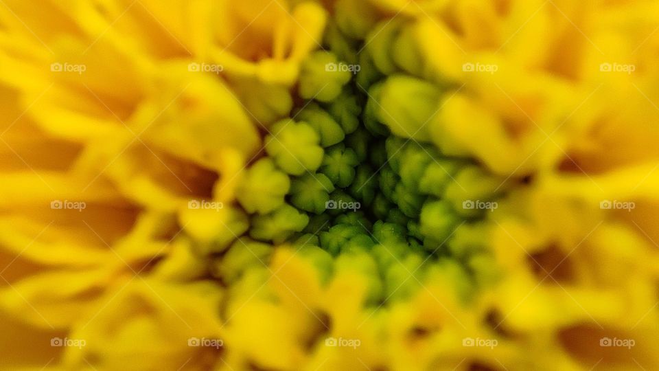 Beautiful yellow flower with a triangle shape inside