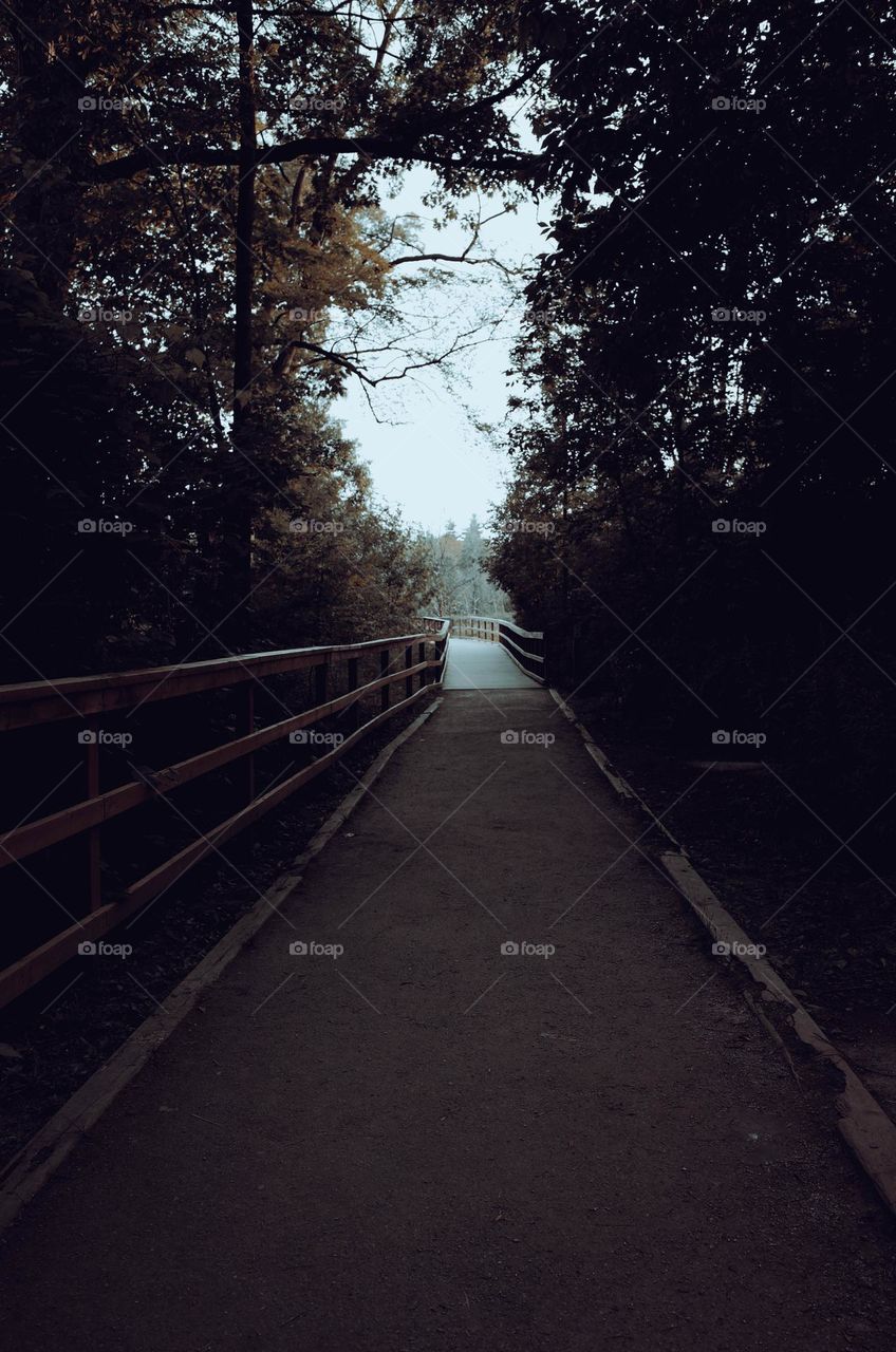 Leading lines and nature is so interesting!