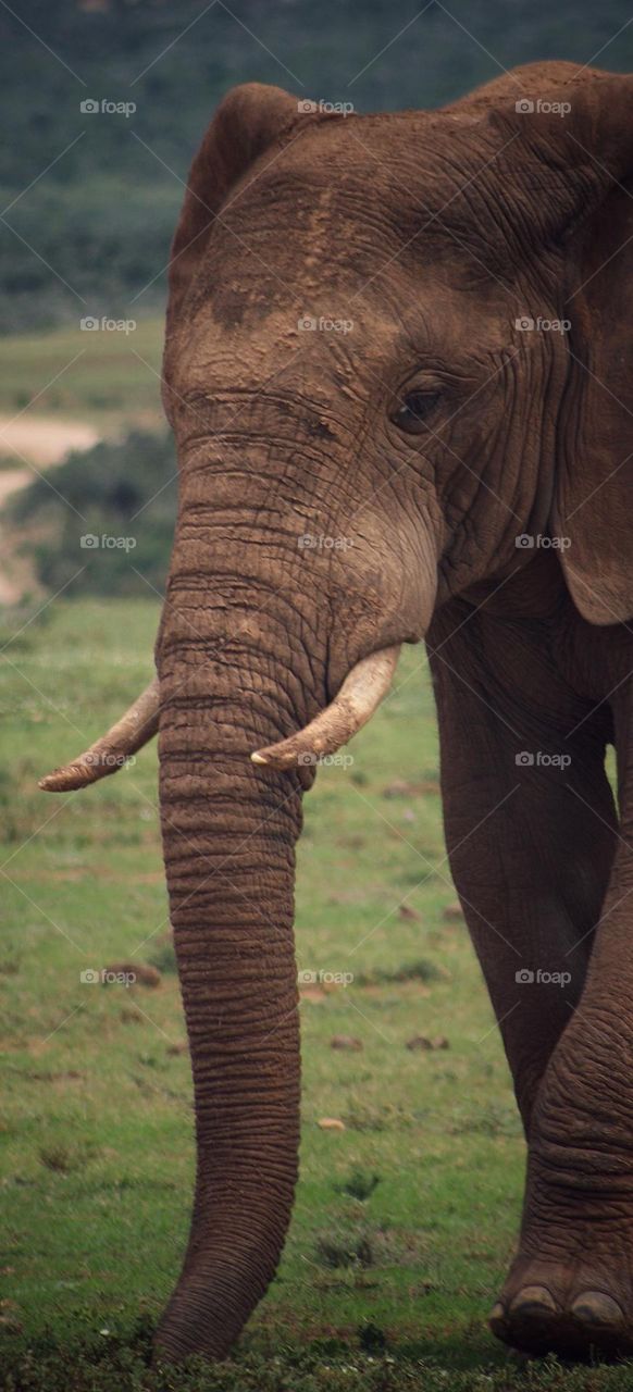 Elephant. the gentle giant.