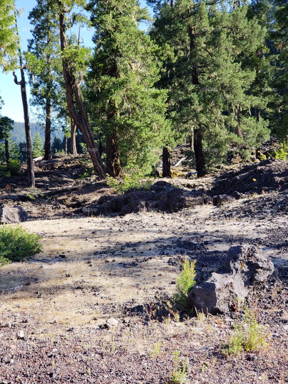 Hardened lava rock covers the forest floor among the fir trees and bushes on a sunny summer morning in Western Oregon. 