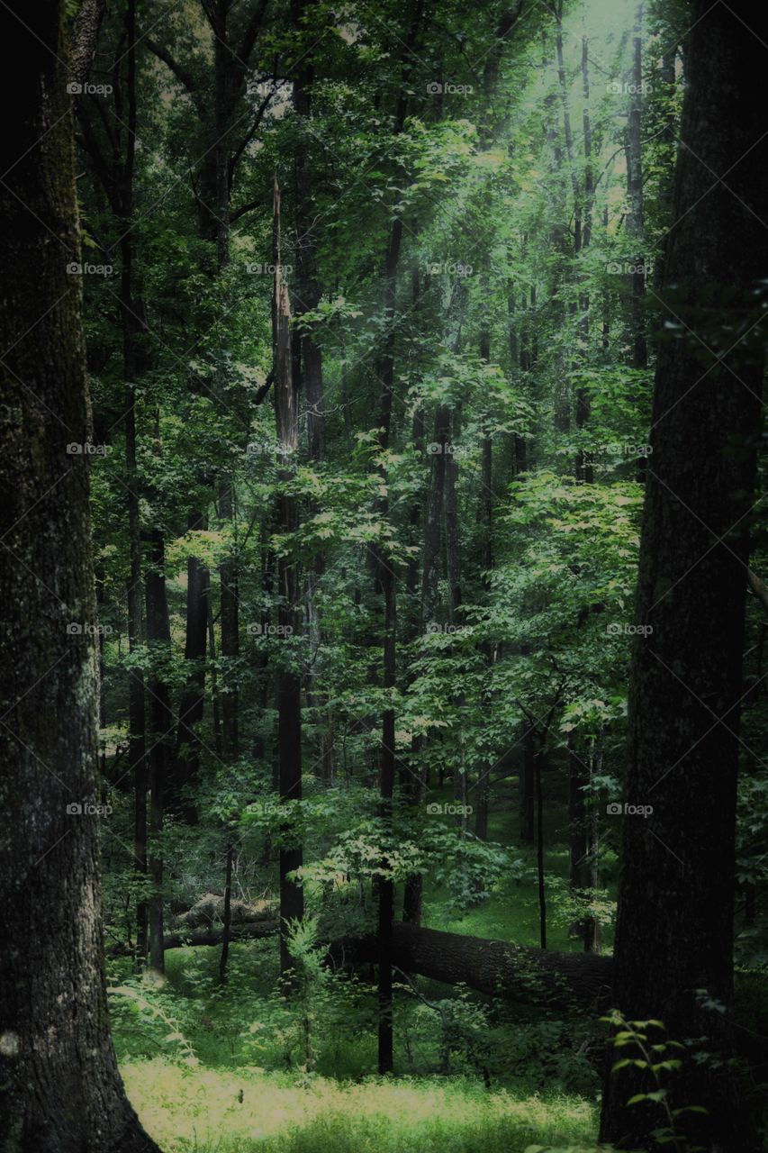 Trees in a forest