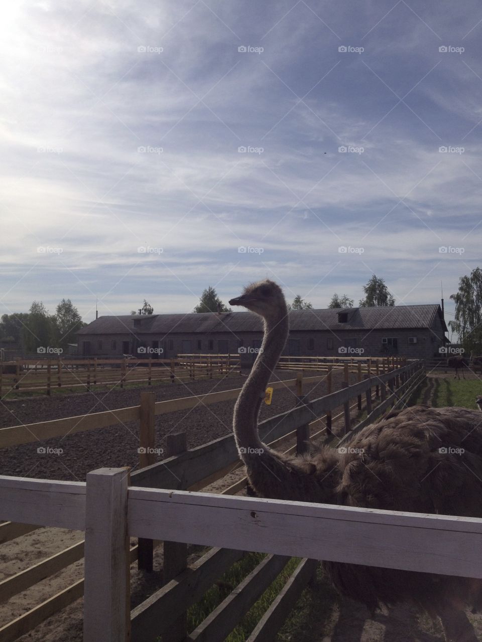 Ostrich on the farm