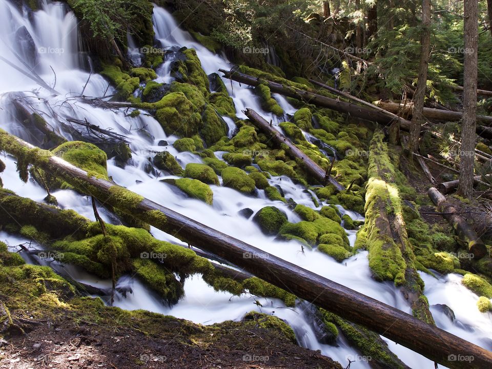 The mountain cold and fresh waters of Clearwater Falls rushing over moss covered rocks and slick wet logs on a sunny spring morning in Southwestern Oregon. 