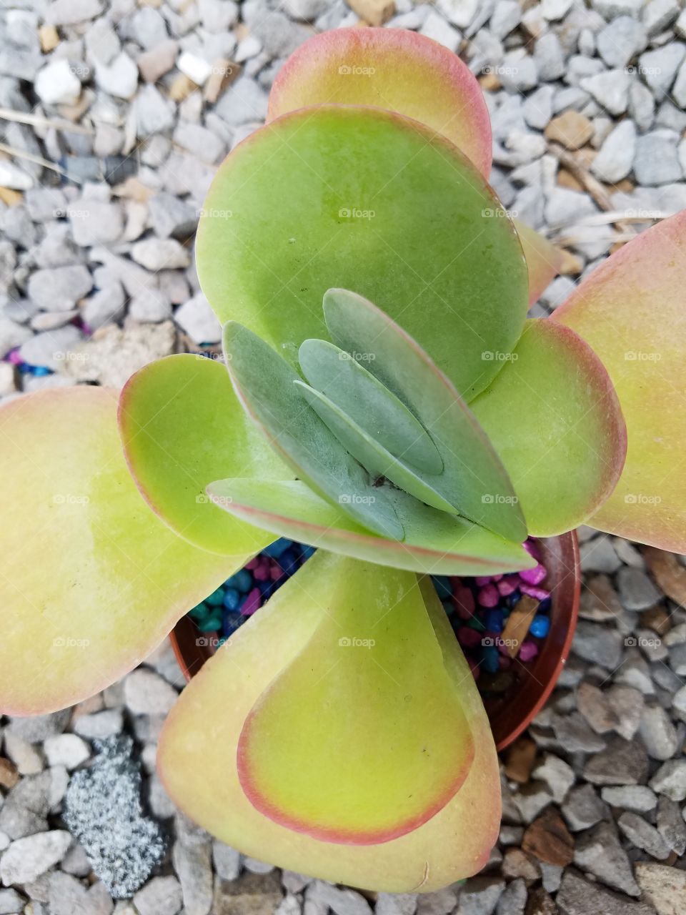 my kalanchoe flapjack showing off his colors!