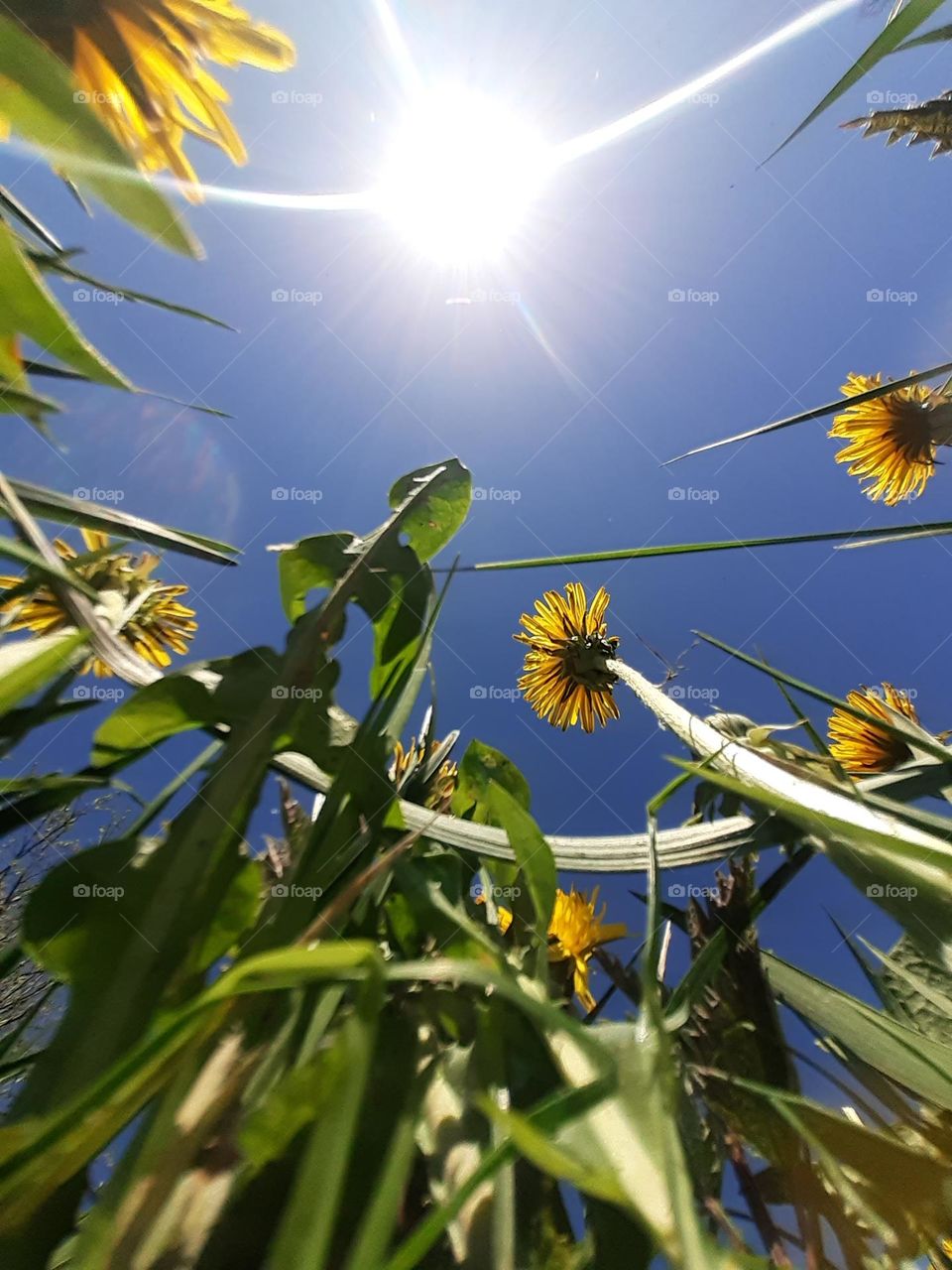 Green meadows with dandelion flowers on the background of the blue sky
