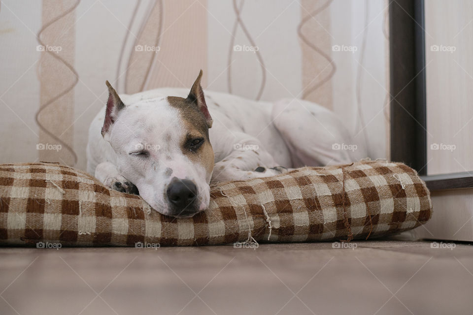 dog resting on a pillow