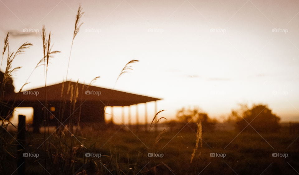 Sunset in the field 