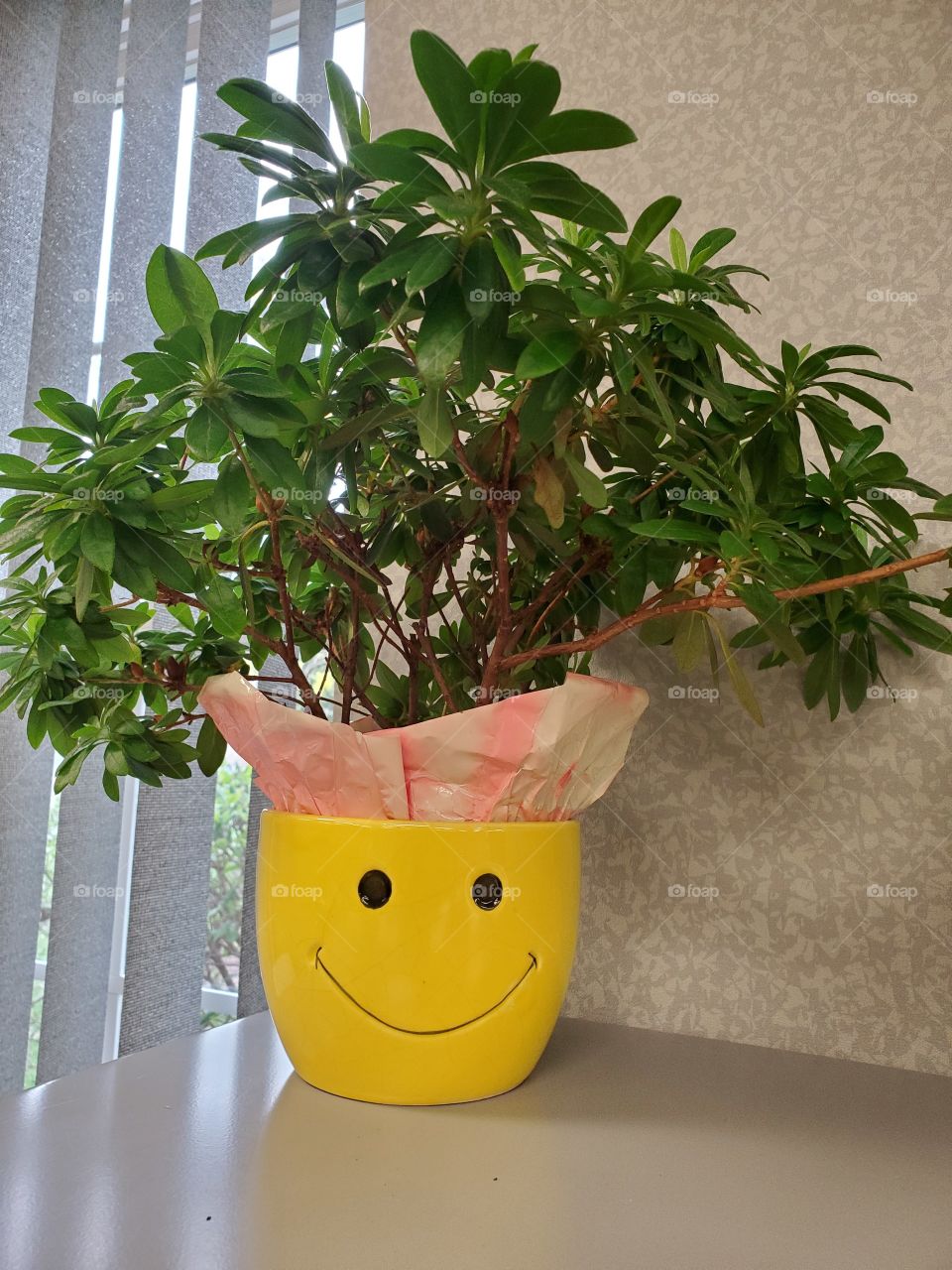Nothing better than a plant to brighten a day and put a smile on your face.