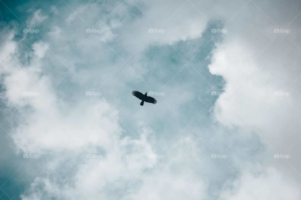 Low angle view of a bird flying in nature 