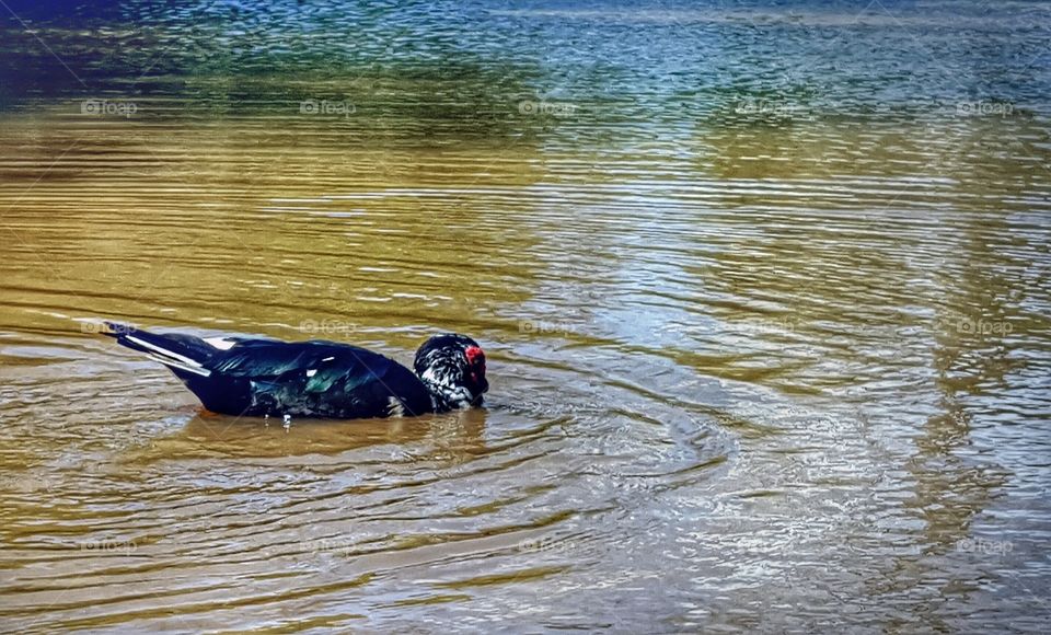 swimming