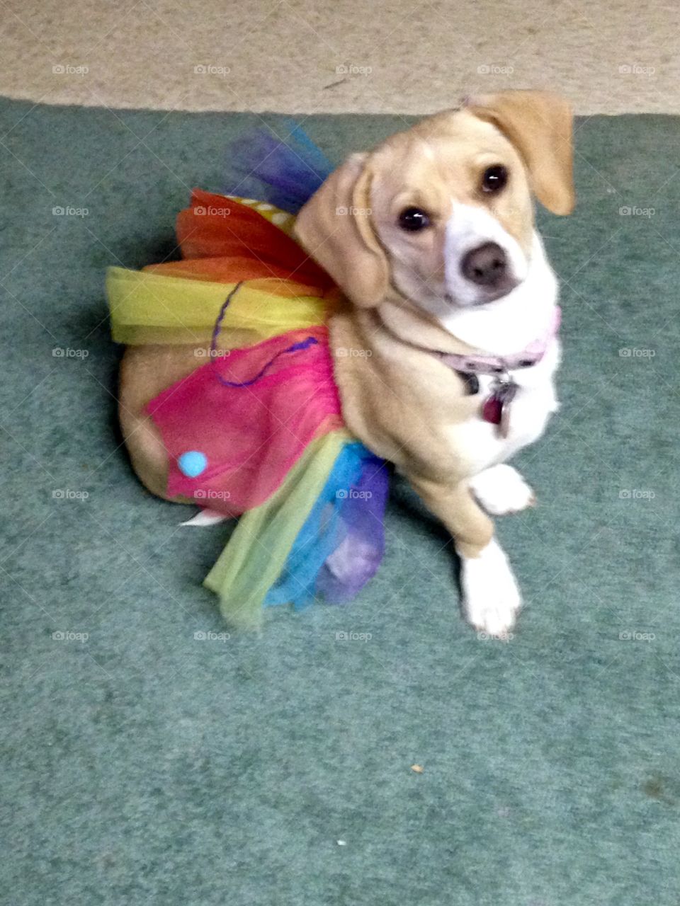 Fairy Dog