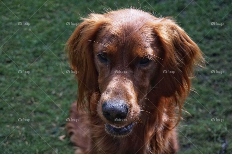 Red Setter Portrait 