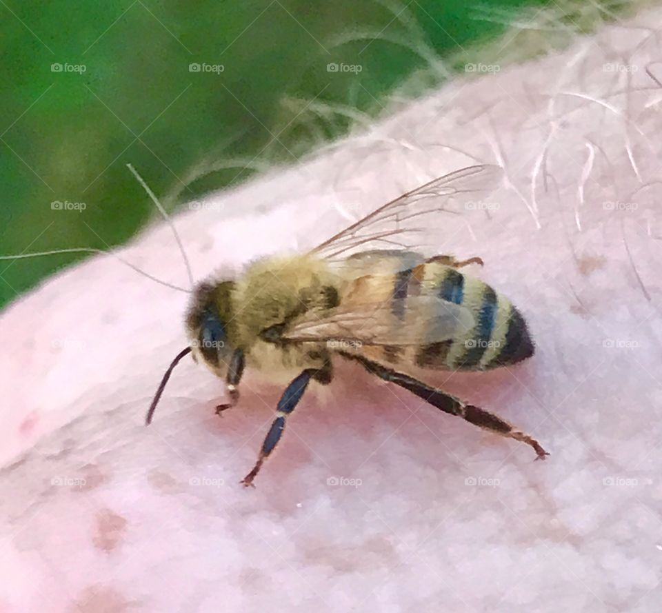 Honeybee on my arm 