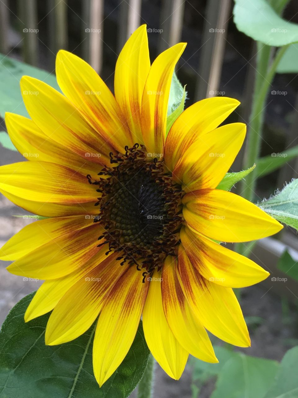 Sunflowers in Summer 