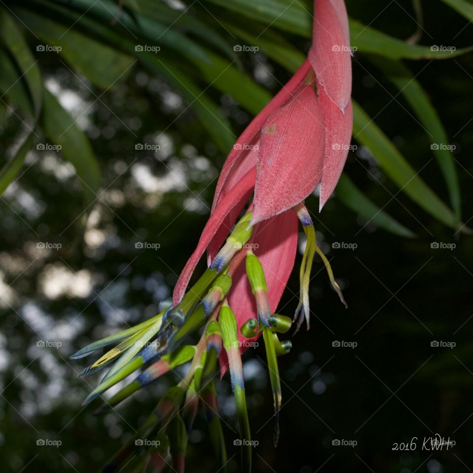 Fabulous Garden Bromeliad  colorful flower bloom