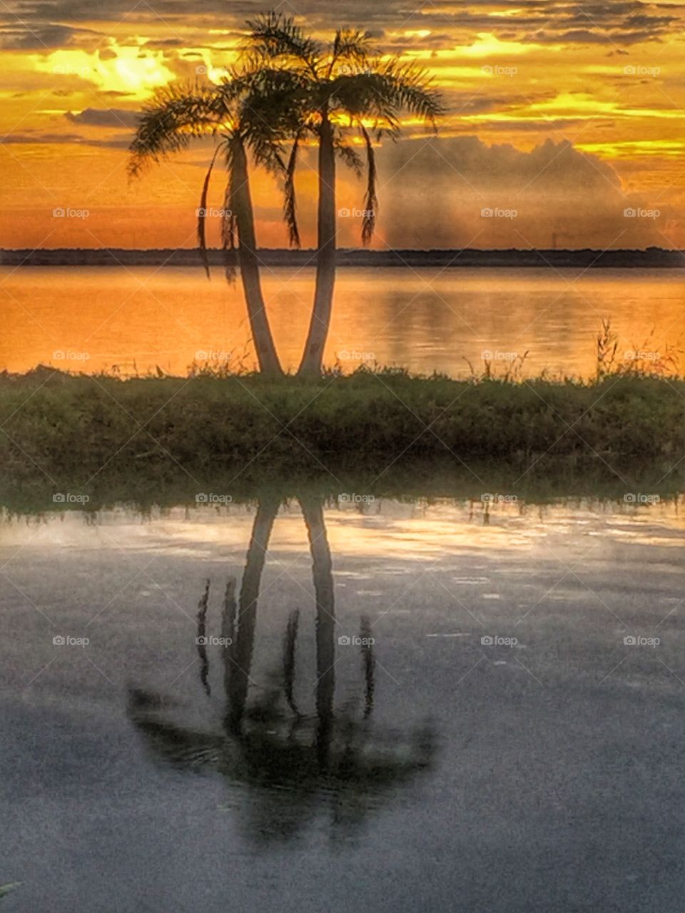 Palm tree silhouette at sunset