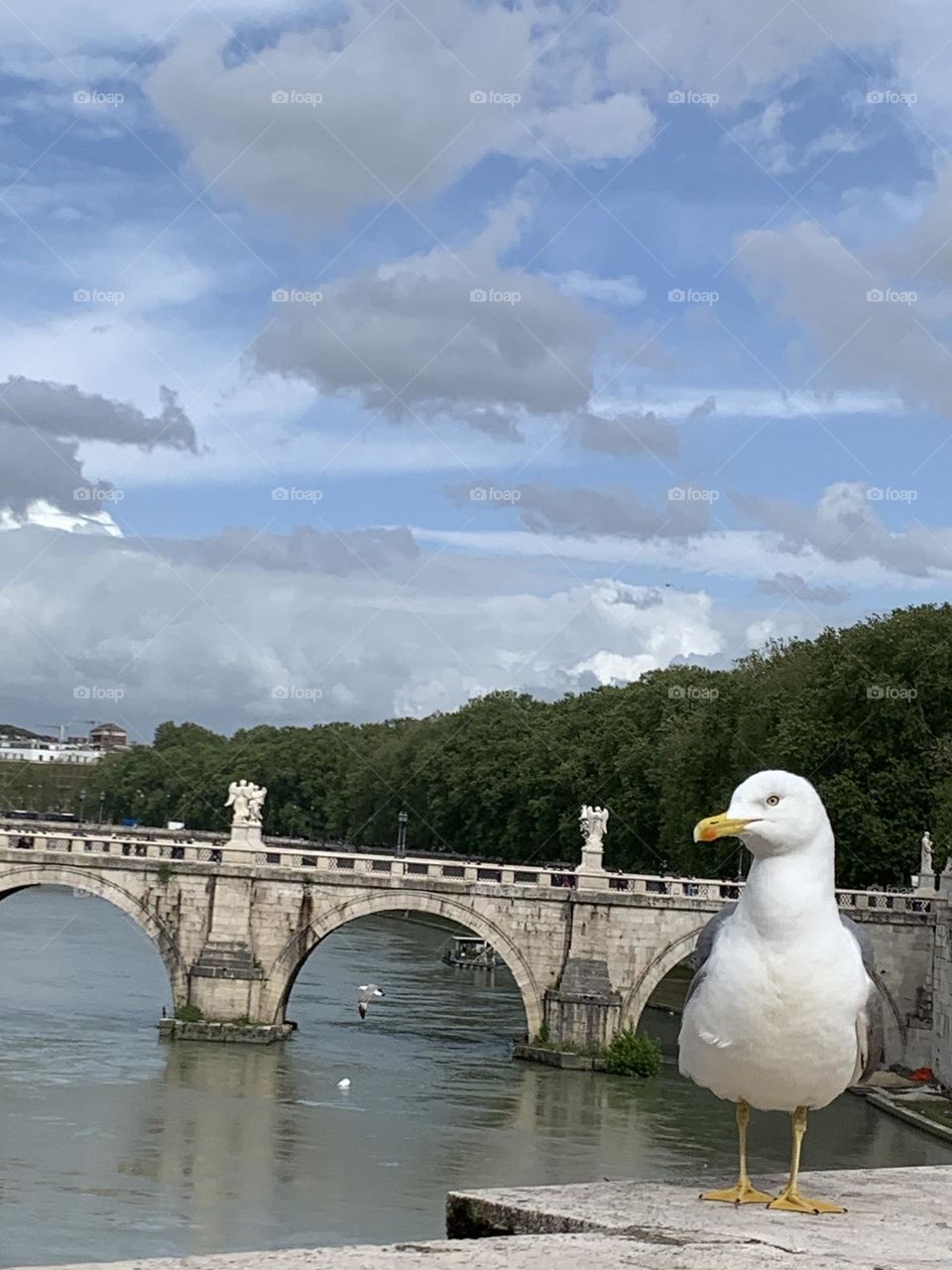 A bird on the bridge 