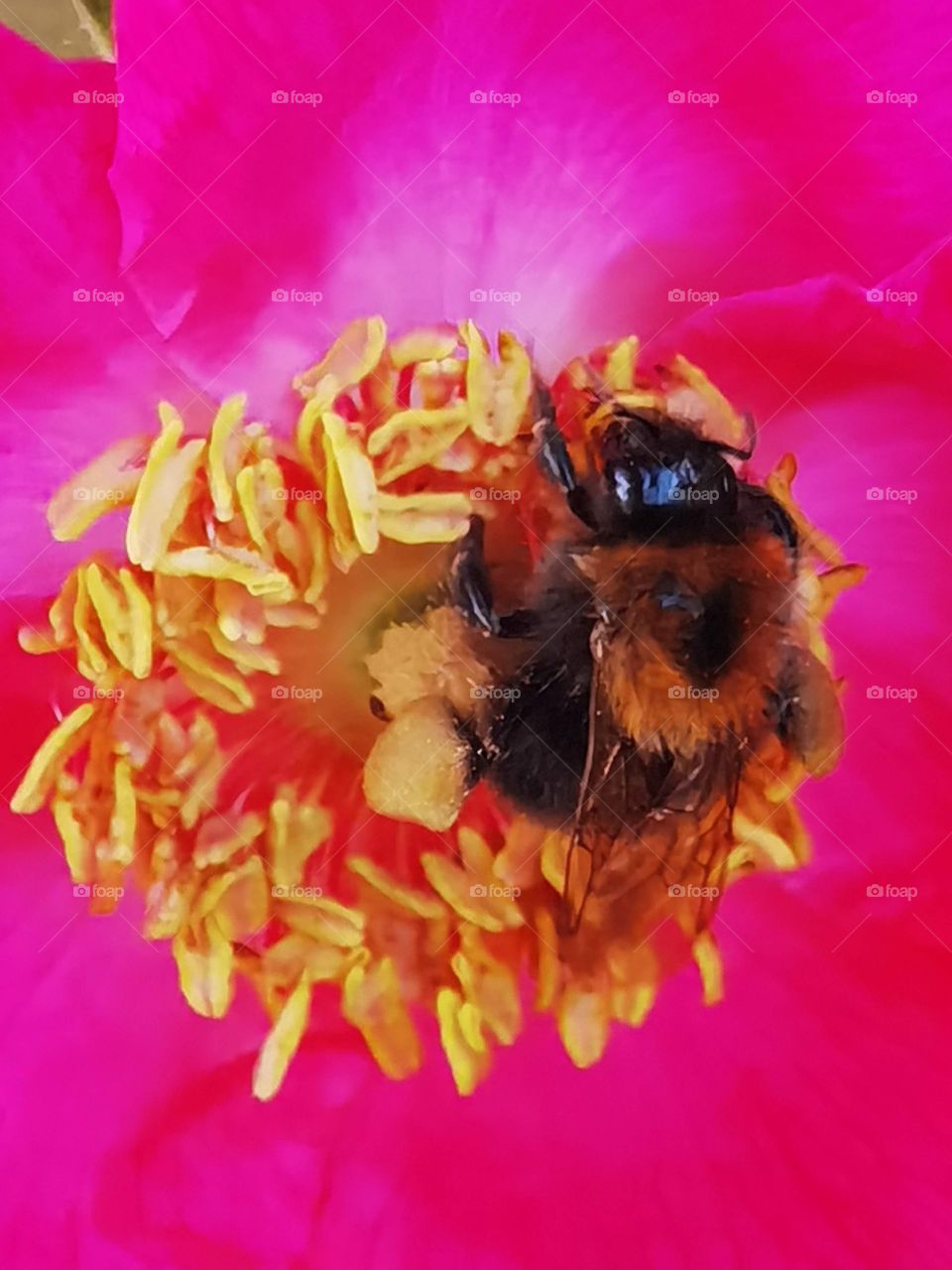 bee on flower