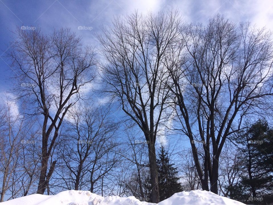 Clear winter blue sky and trees