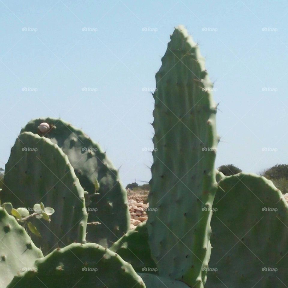 Beautiful green cactus.