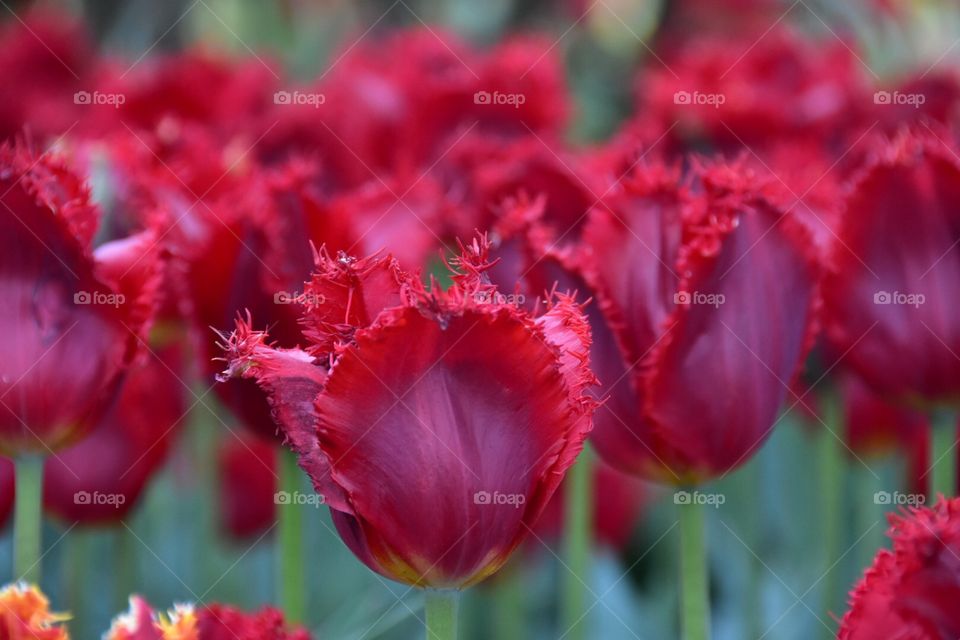 Tulips from Another World