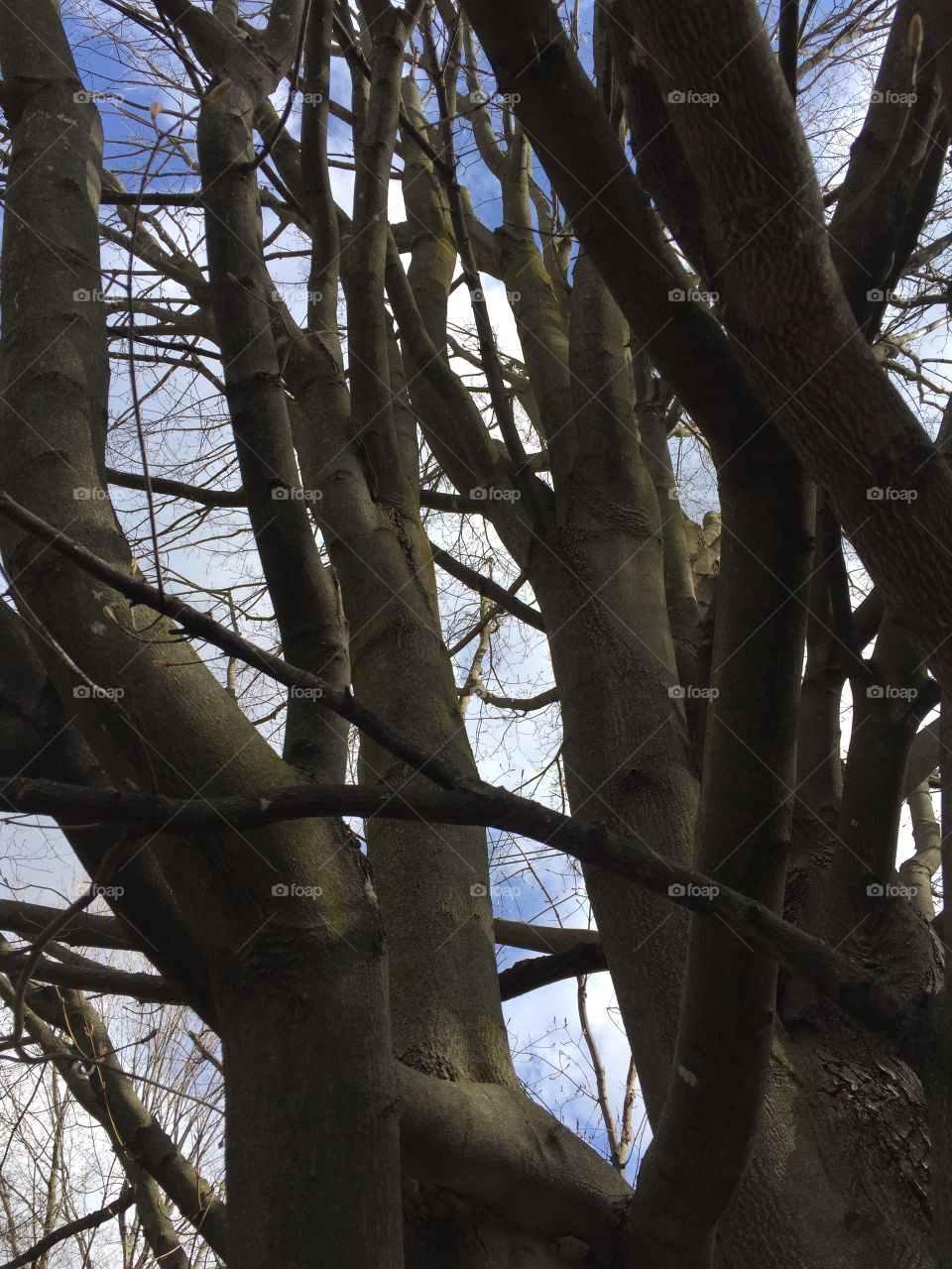 Reaching for the Sky