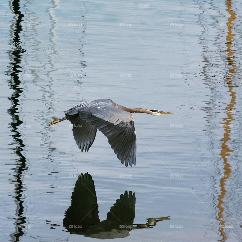 Great Blue Heron with reflection