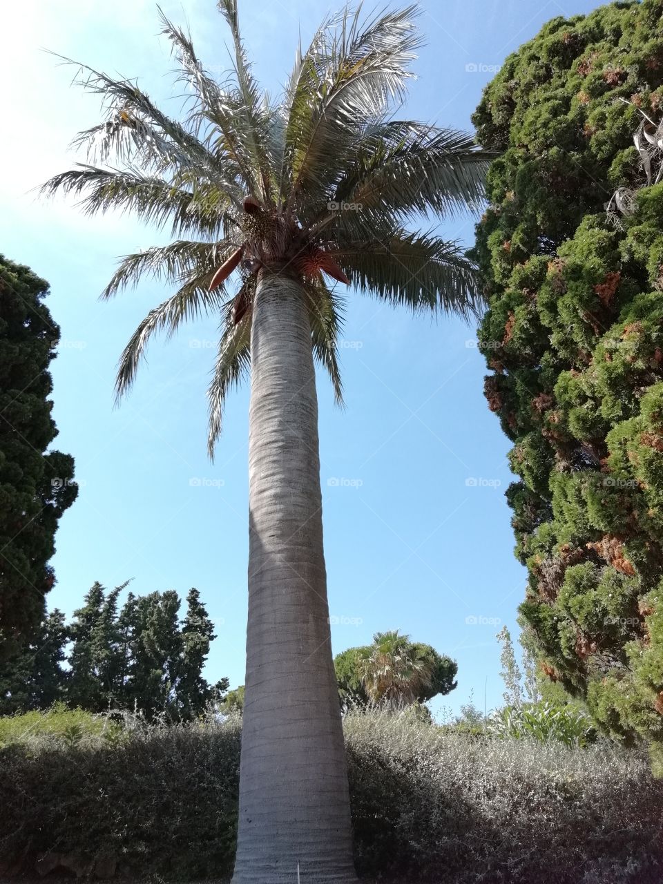 Palmera