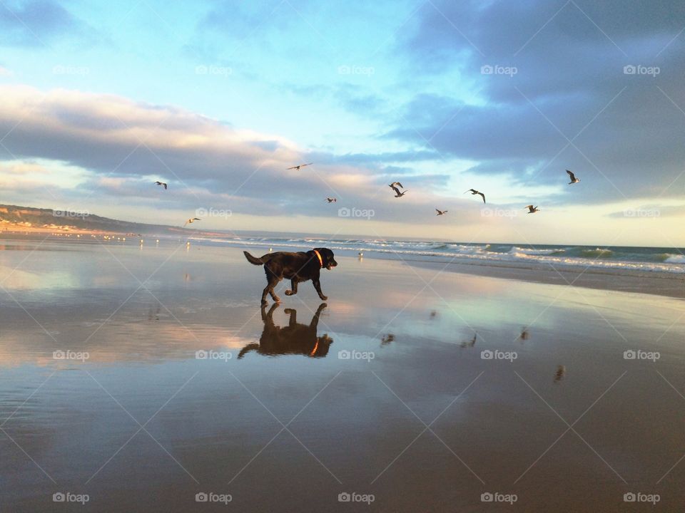 Woofing around. Dog beach