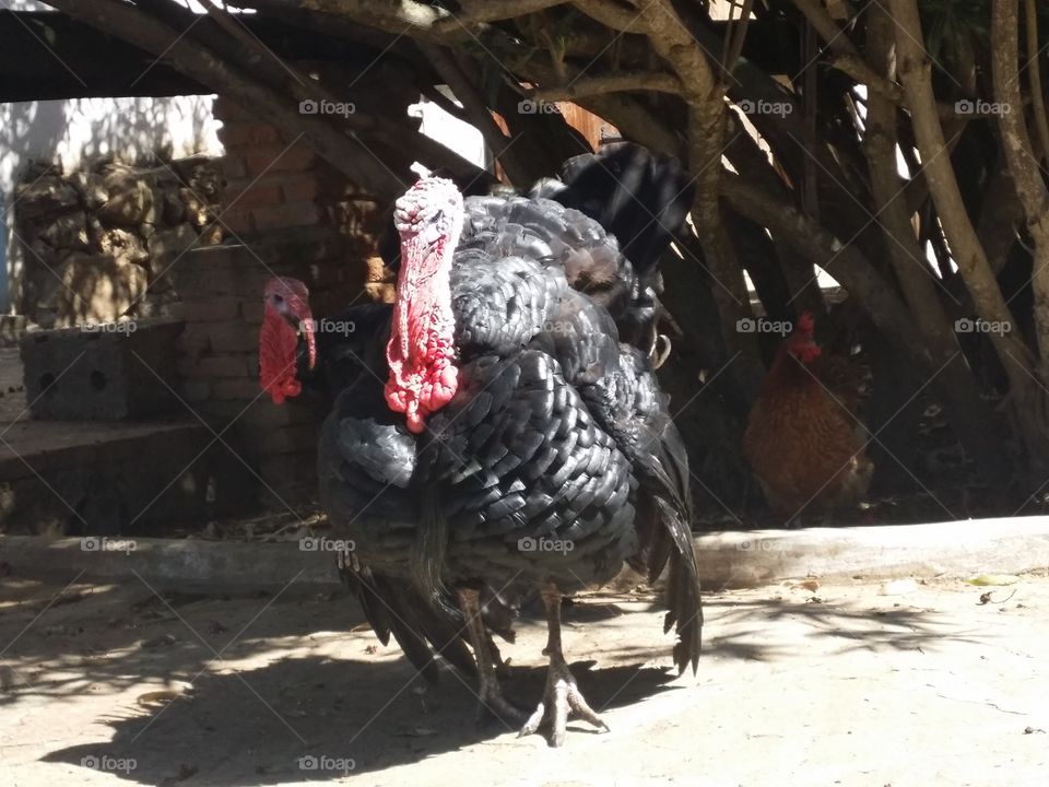 turkey. in the farme