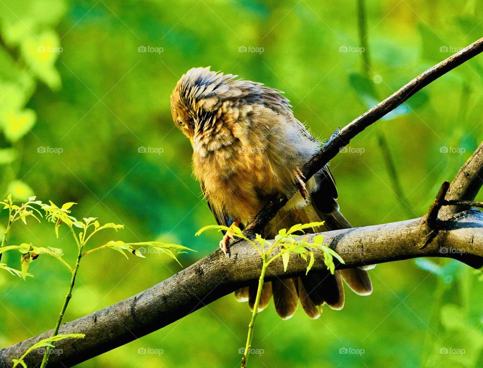 Bird photography - Yellow babbler - Perching behaviour 