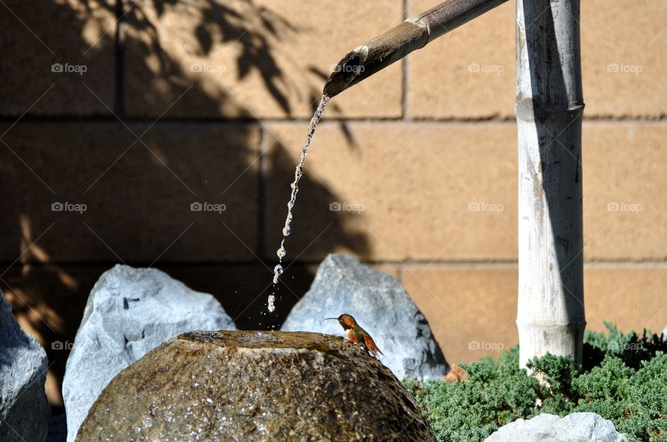 Hummingbird quenching thirst