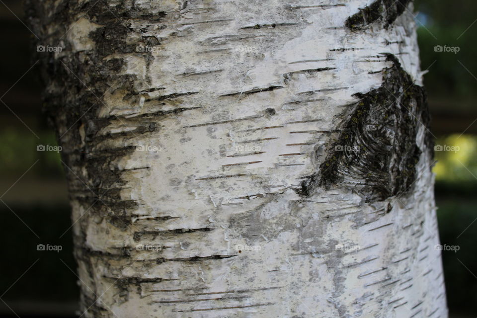 white tree bark