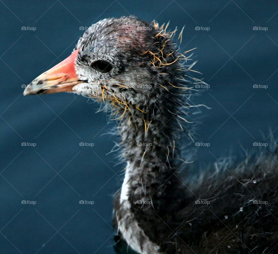 Baby Coot in the Lake